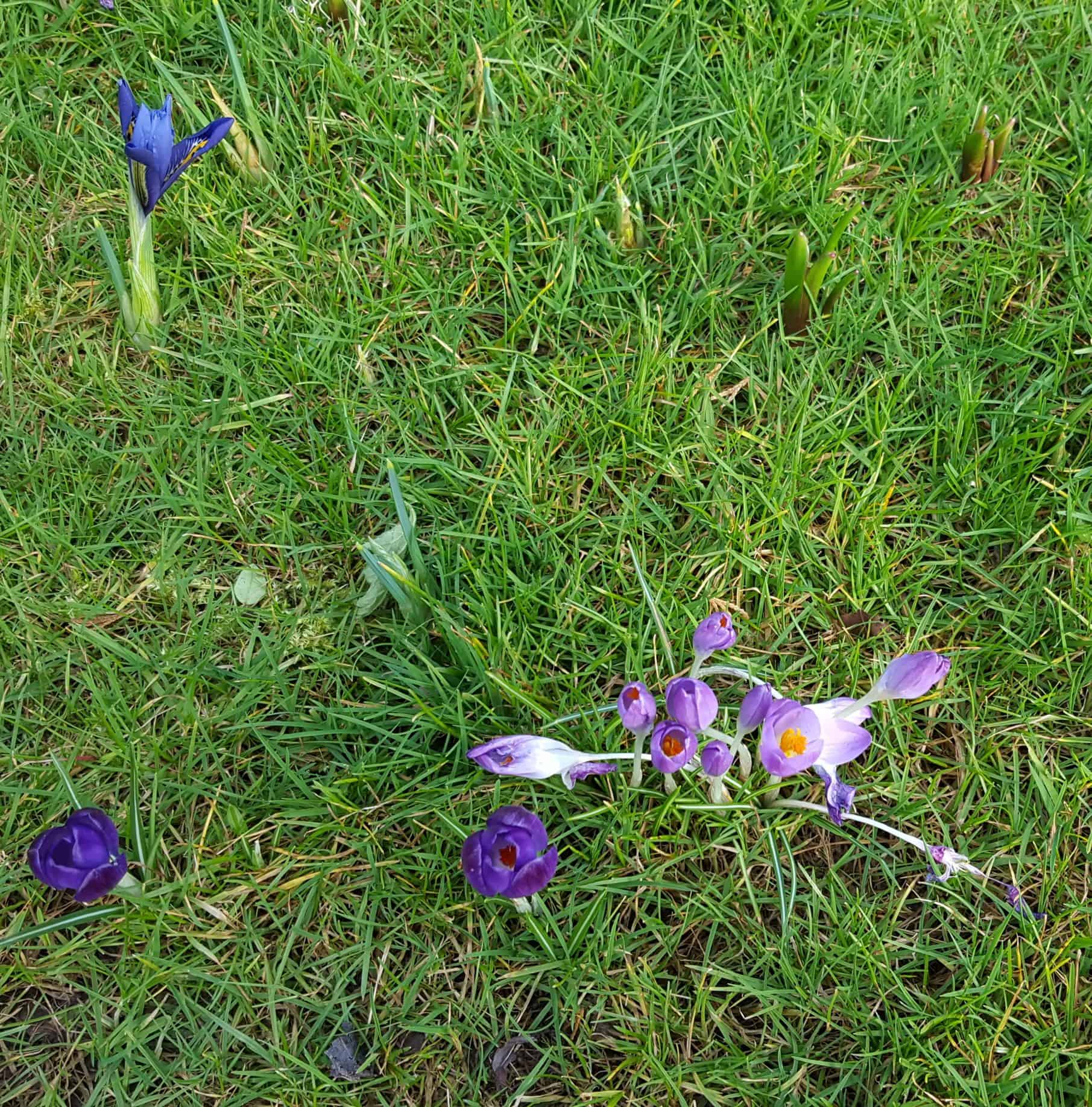 Bulbs and frogspawn - Spring is here! Iris and Crocus