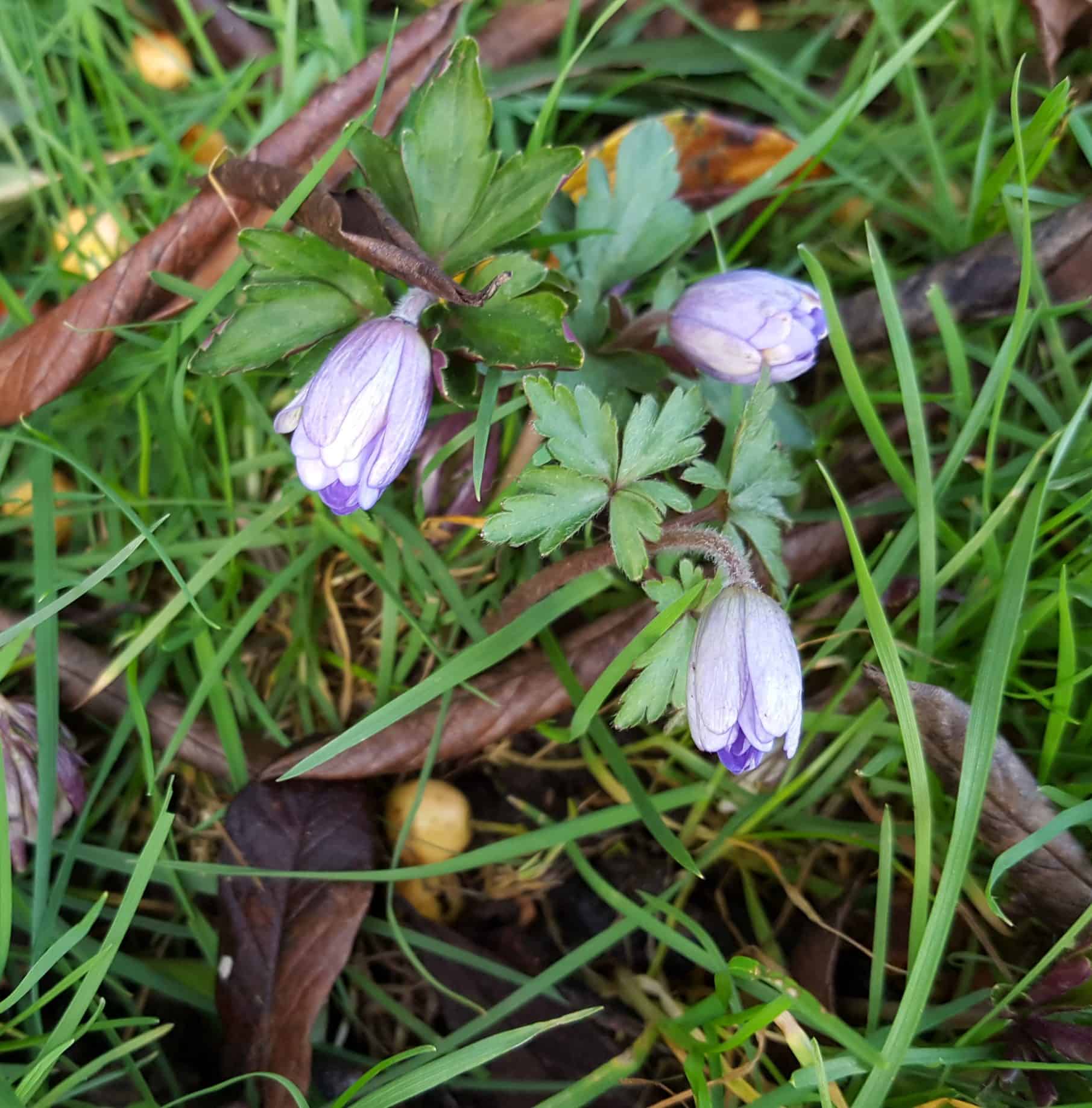 Bulbs and frogspawn - Spring is here! Windflowers