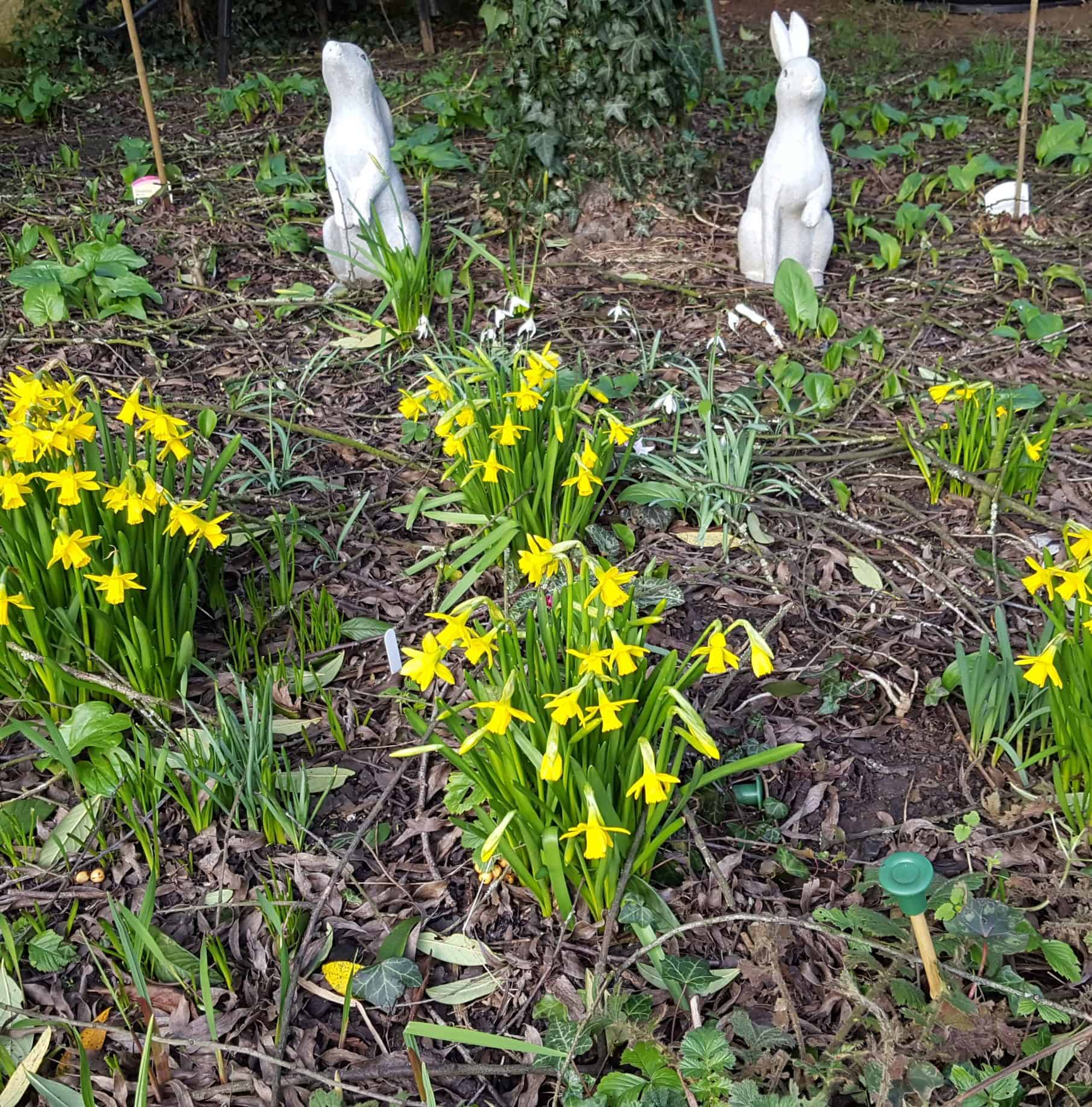 Bulbs and frogspawn - Spring is here! Tete a Tetes