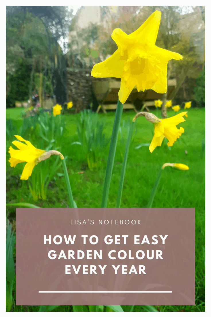 How to get easy garden colour every year Esay garden colour - daffodils