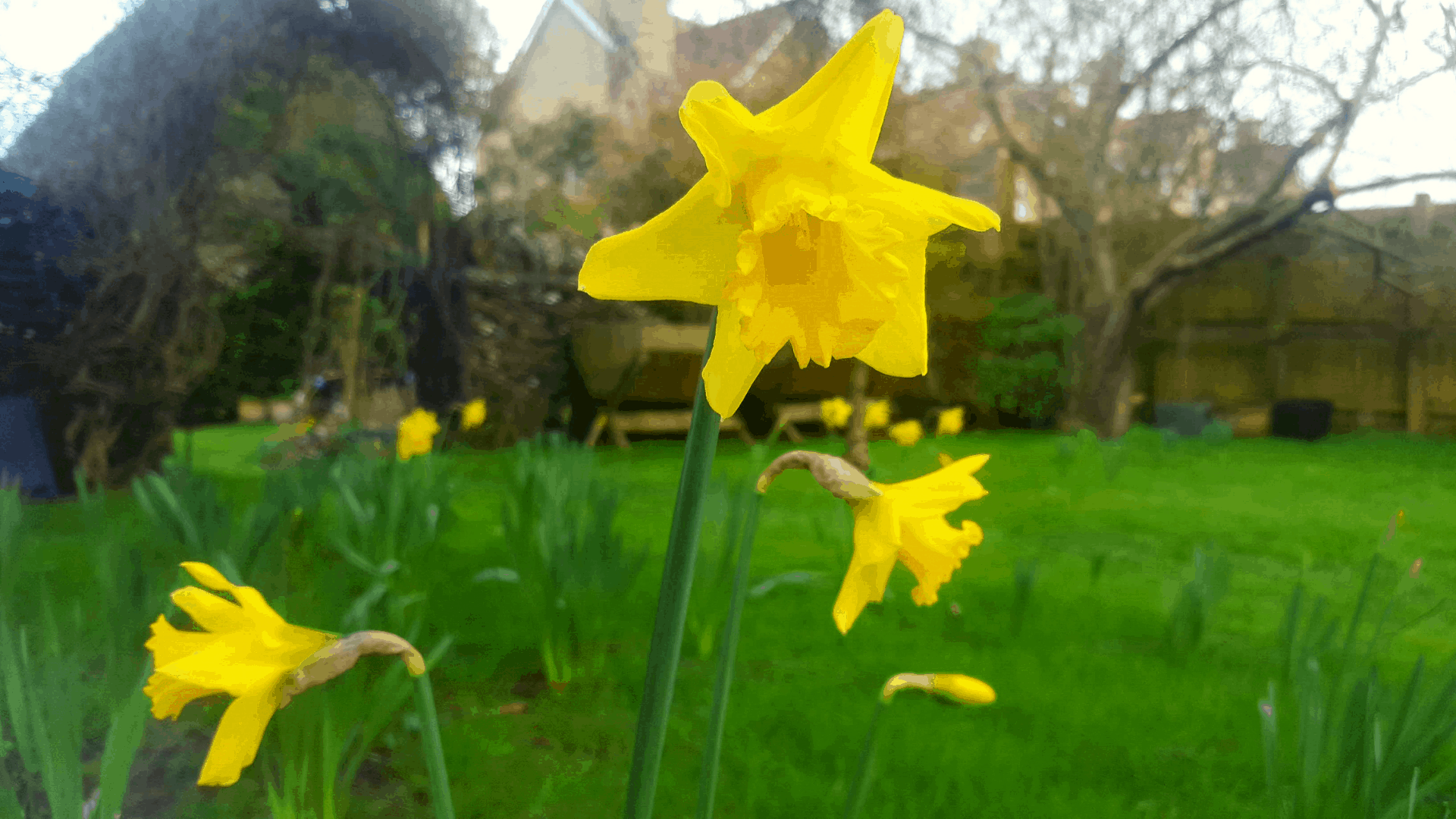 How to get easy garden colour every year Easy garden colour - daffodils