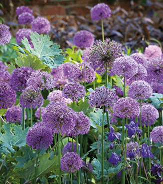 How to get easy garden colour every year October-in-the-garden_alliums
