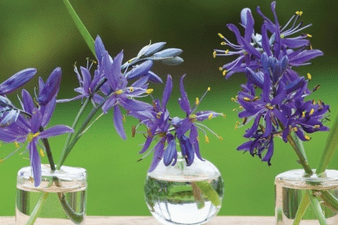 How to get easy garden colour every year Camassia