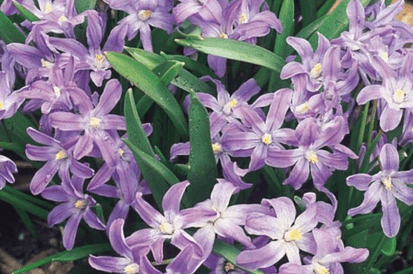 How to get easy garden colour every year Chionodoxa