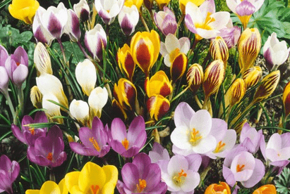 How to get easy garden colour every year Crocuses