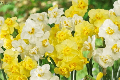 How to get easy garden colour every year Daffodils