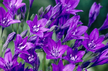 How to get easy garden colour every year Fabiola