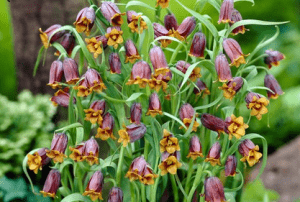 How to get easy garden colour every year Fritilleria