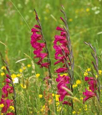 How to get easy garden colour every year October-in-the-garden_gladioli