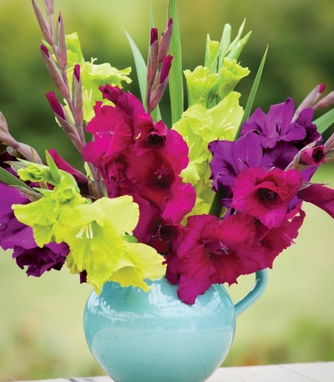 How to get easy garden colour every year Gladioli