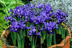 How to get easy garden colour every year Irises