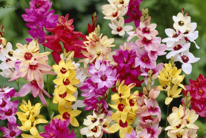 How to get easy garden colour every year Ixia