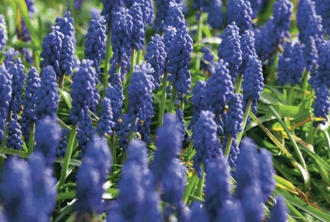 How to get easy garden colour every year Muscari