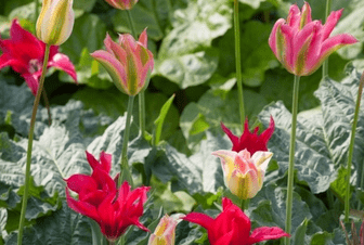 How to get easy garden colour every year Tulips