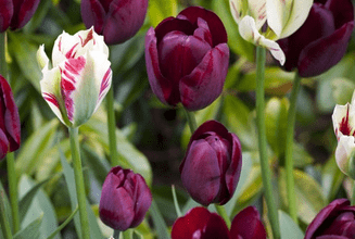 How to get easy garden colour every year Tulips