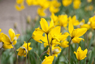 How to get easy garden colour every year Tulips