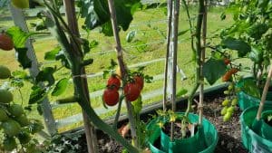August in the garden Augustinthegarden_tomatoes