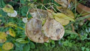 August in the garden Augustinthegarden_seeds