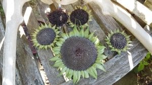 August in the garden Augustinthegarden_sunflowers