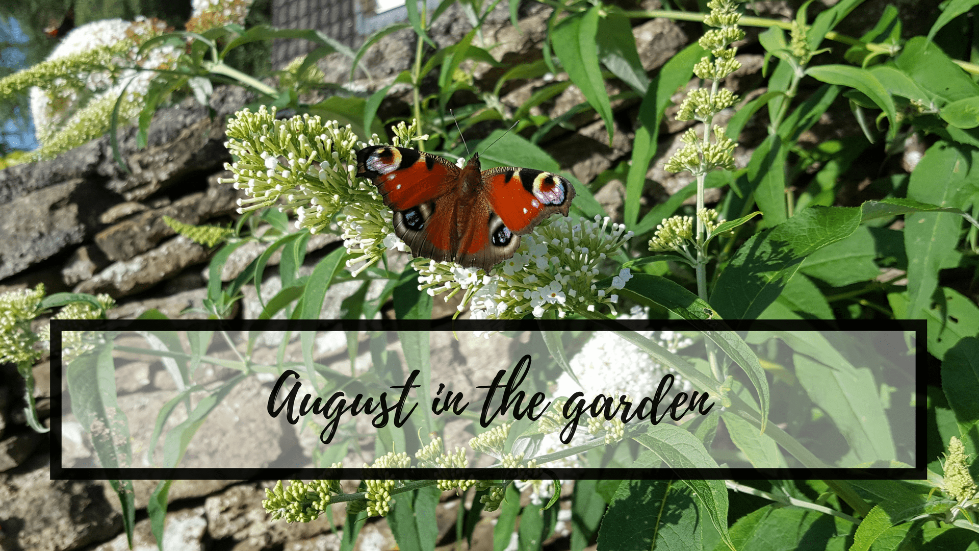August in the garden 37_Augustinthegarden