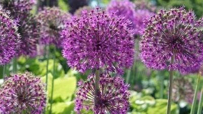 August in the garden Augustinthegarden_alliums