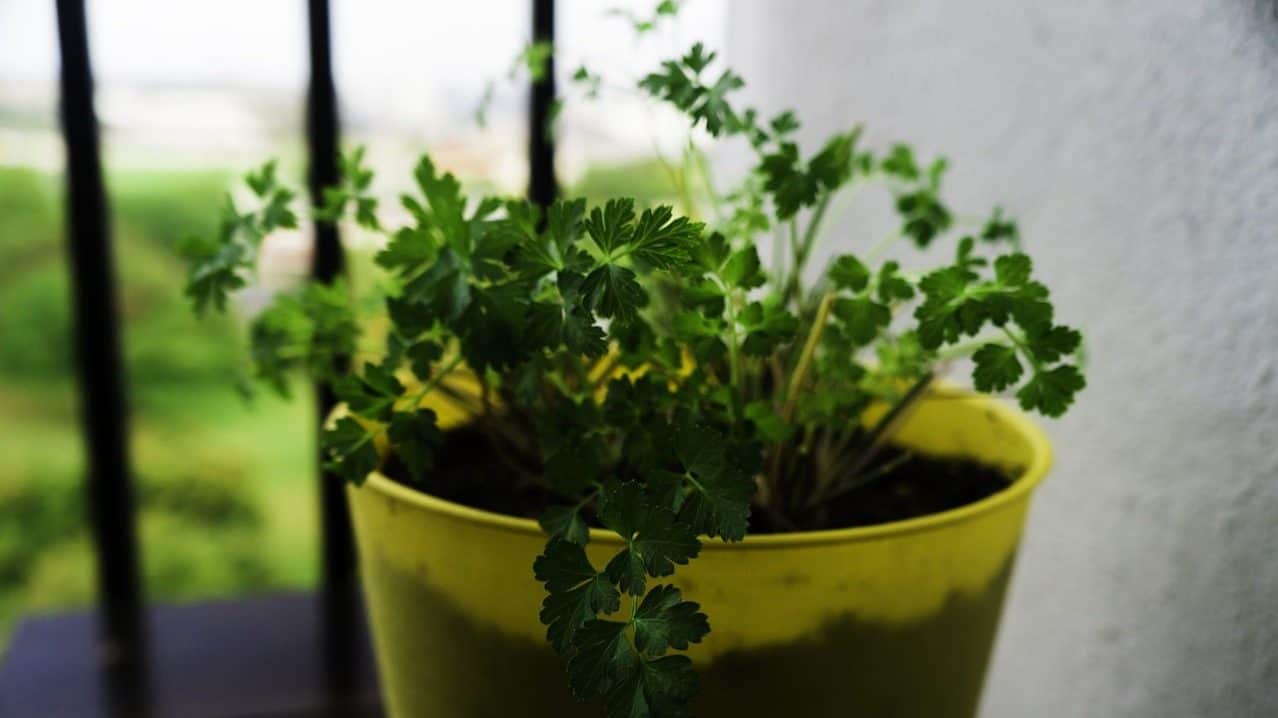 August in the garden Augustinthegarden_parsley
