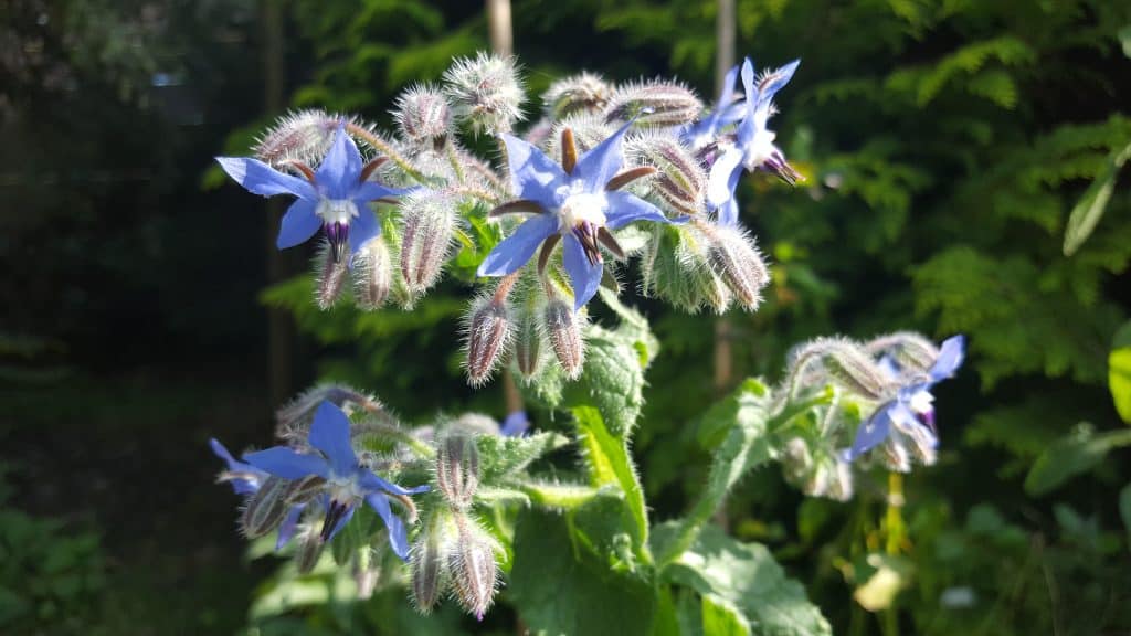 October in the garden Annual-Borage-October-in-the-garden