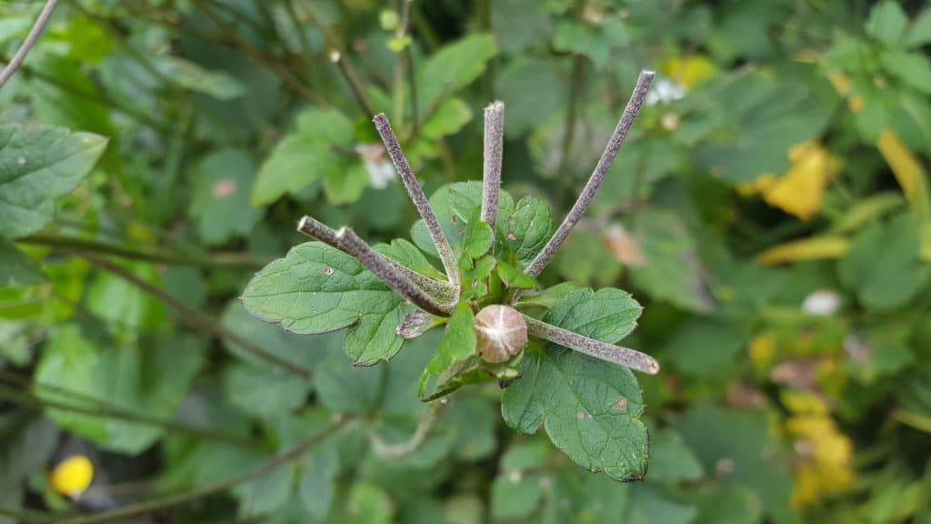 October in the garden Pruning-October-in-the-garden