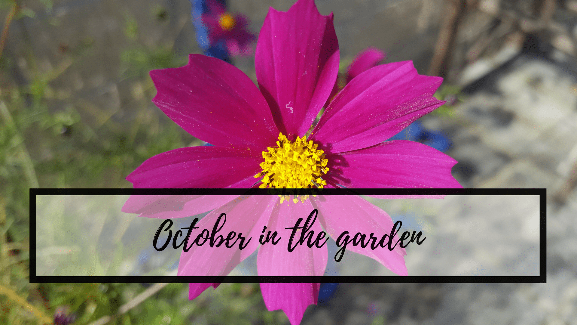 October in the garden October-in-the-garden