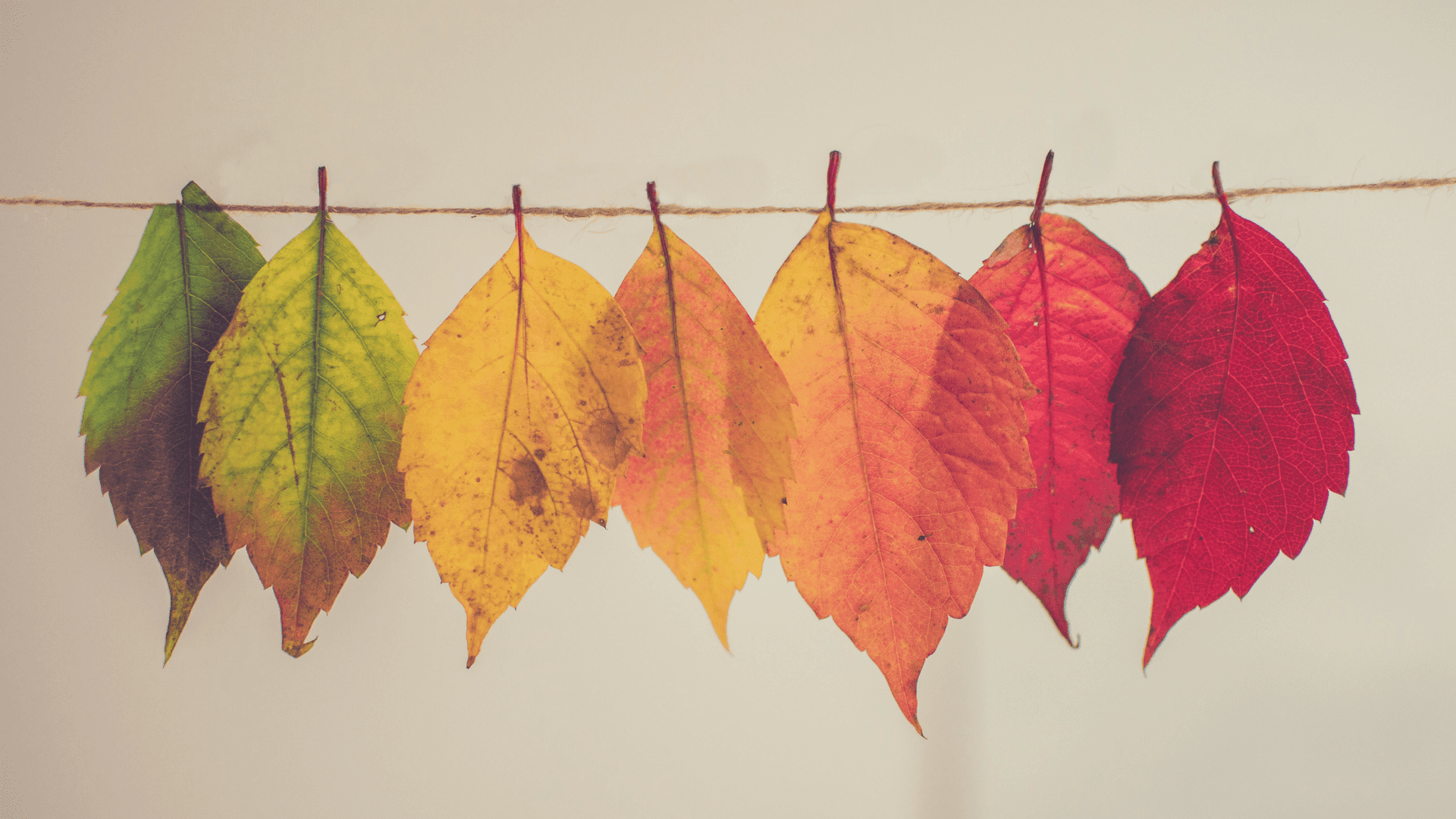 The Anti-Autumn post - what I don't like about Autumn! the-anti-autumn-post_lisasnotebook