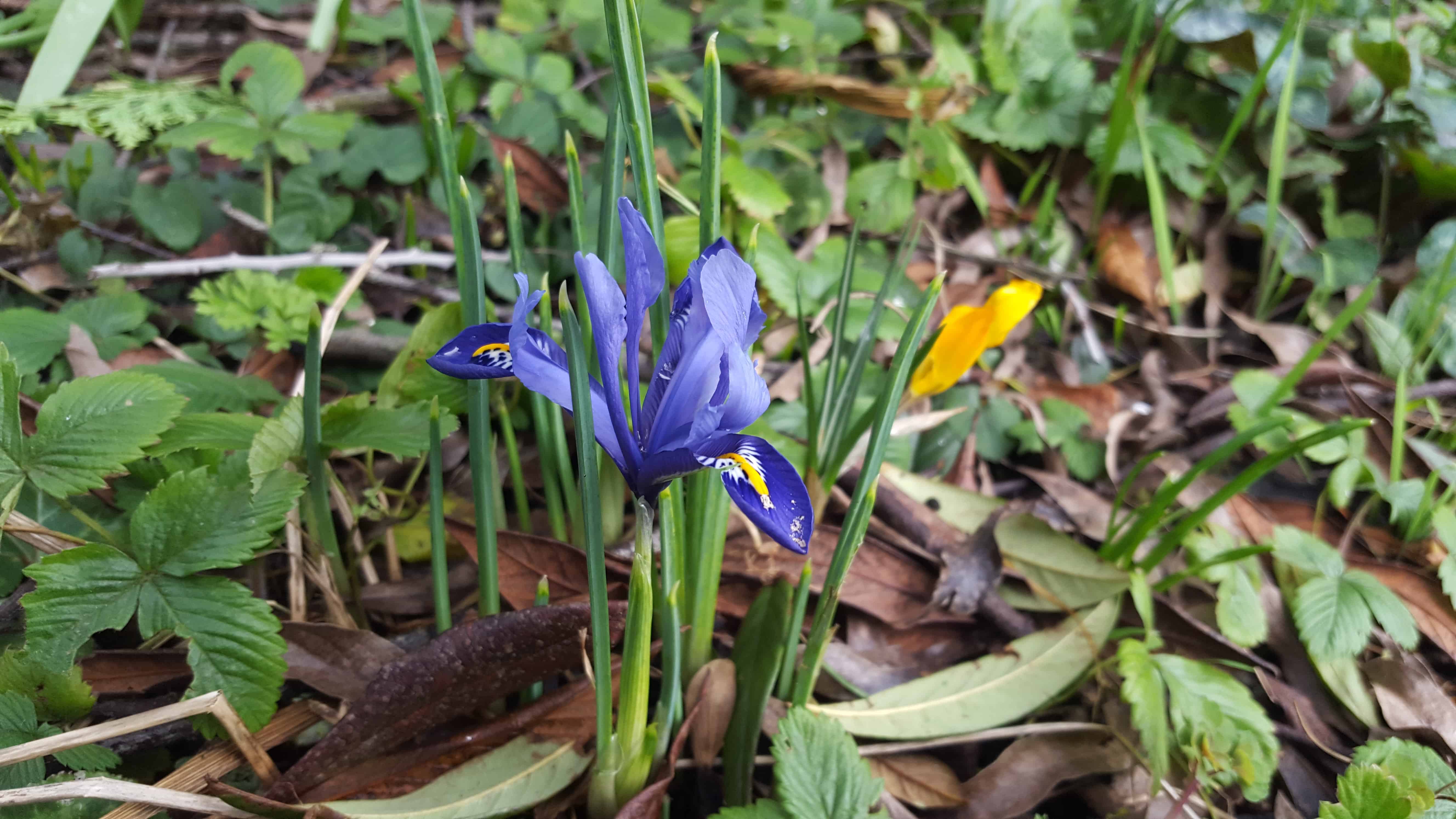 February in the garden February-in-the-garden_www.lisasnotebook.com