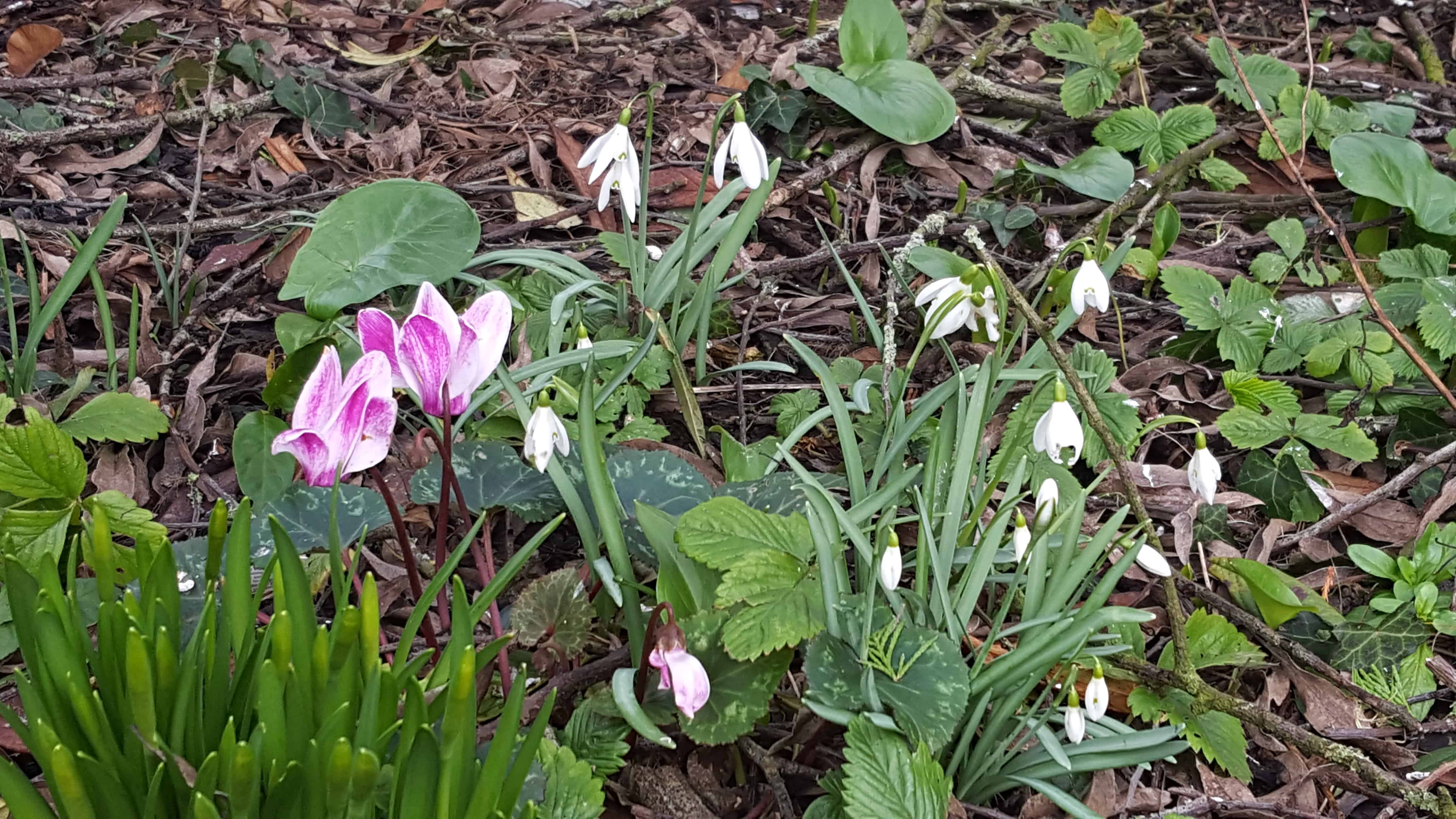 February in the garden February-in-the-garden_www.lisasnotebook.com
