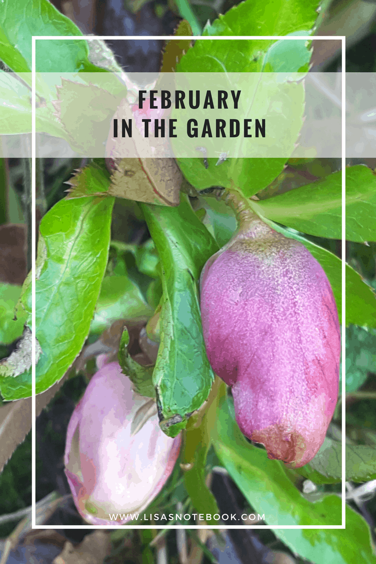 February in the garden February-in-the-garden_www.lisasnotebook.com