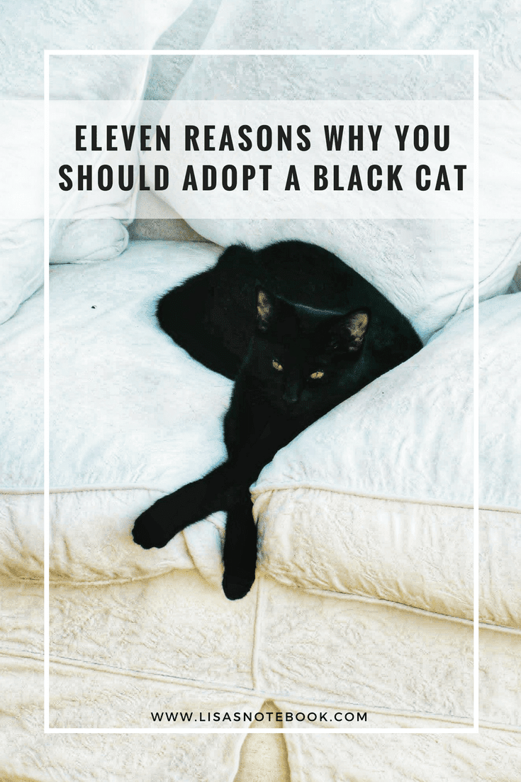 11 Reasons Why You Should Adopt a Black Cat Eleven-reasons-why-you-should-adopt-a-black-cat_www.lisasnotebook.com