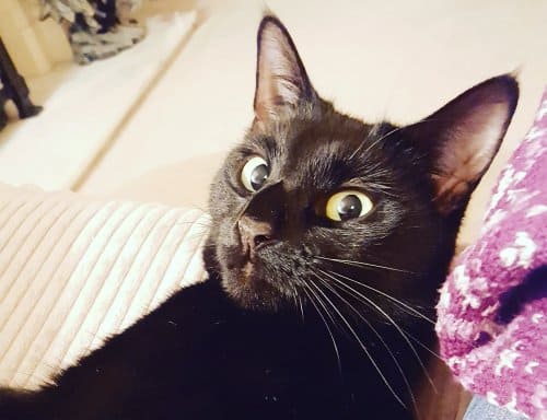 11 Reasons Why You Should Adopt a Black Cat Eleven-reasons-why-you-should-adopt-a-black-cat_www.lisasnotebook.com