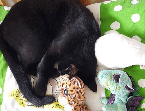 11 Reasons Why You Should Adopt a Black Cat Eleven-reasons-why-you-should-adopt-a-black-cat_www.lisasnotebook.com