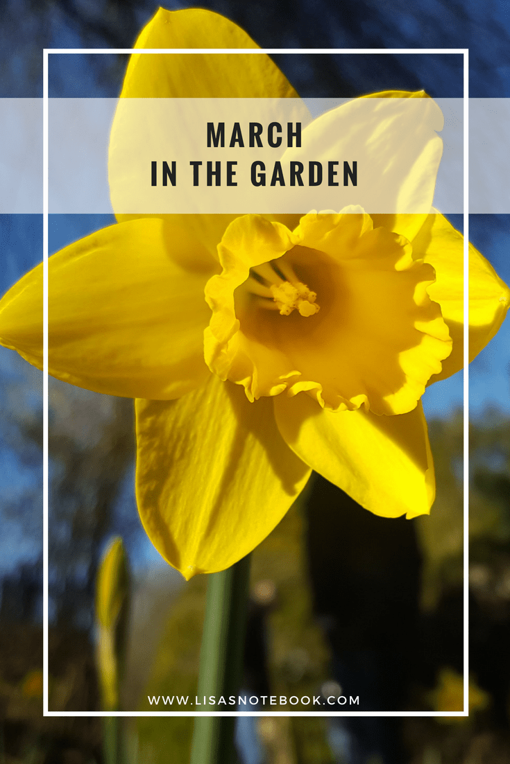 March in the garden March-in-the-garden_www.lisasnotebook.com