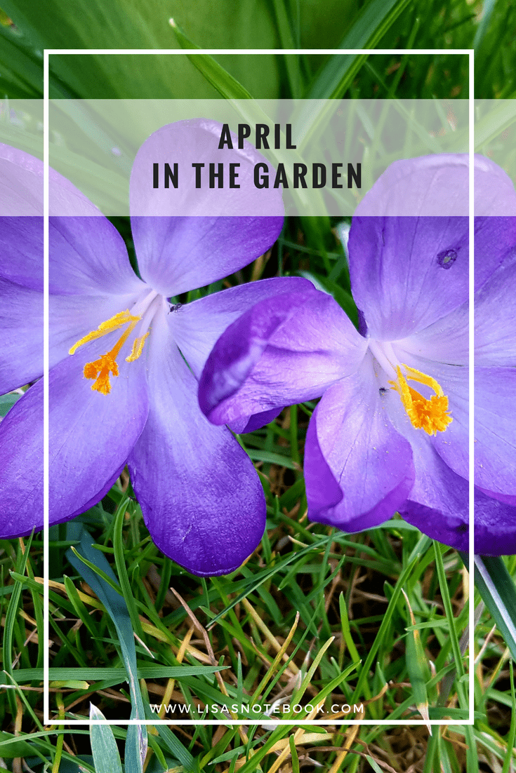 April in the garden April-in-the-garden_www.lisasnotebook.com