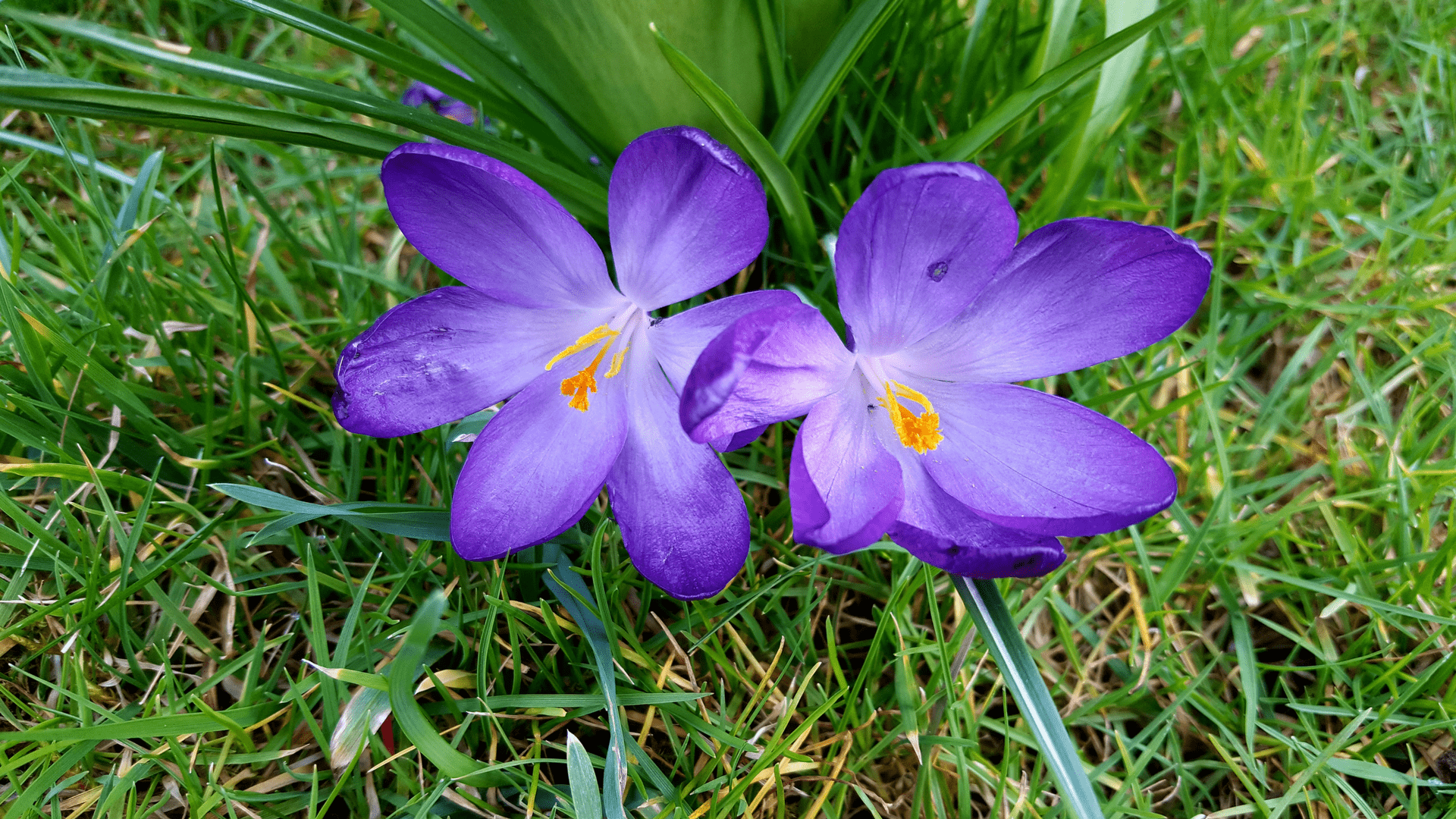 April in the garden April-in-the-garden_www.lisasnotebook.com