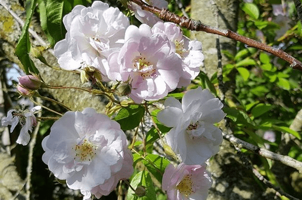 April in the garden April-in-the-garden_www.lisasnotebook.com