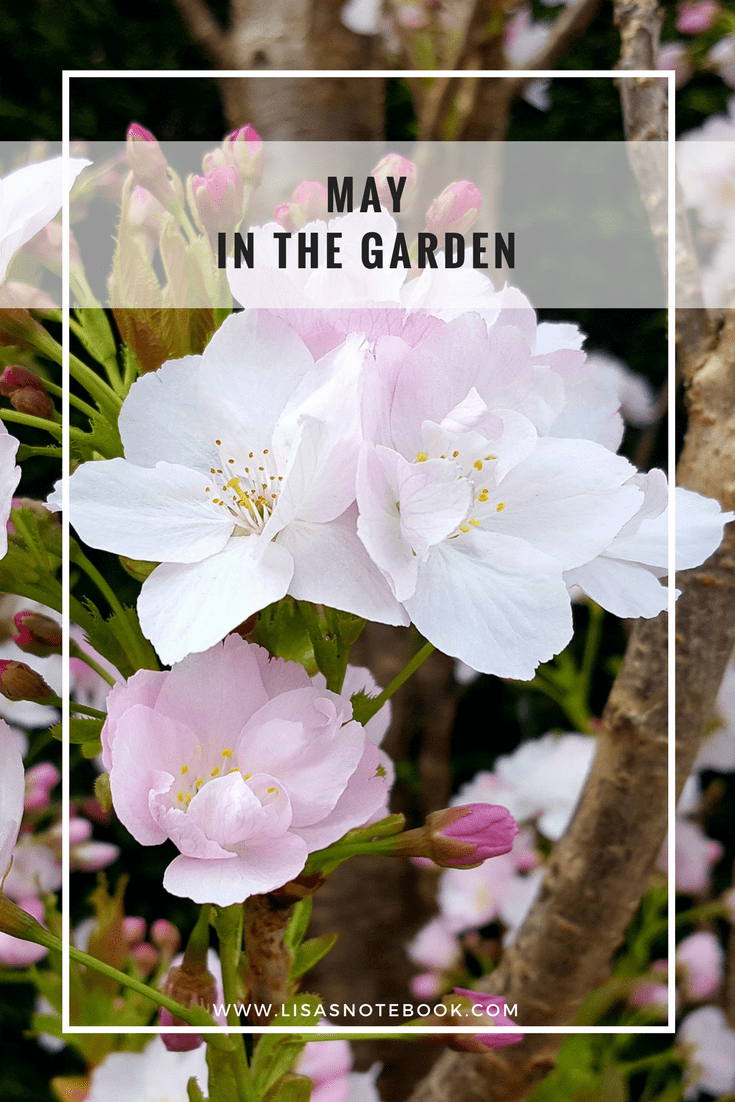 May in the garden May-in-the-garden_www.lisasnotebook.com