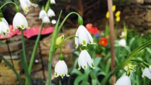 May in the garden May-in-the-garden_www.lisasnotebook.com