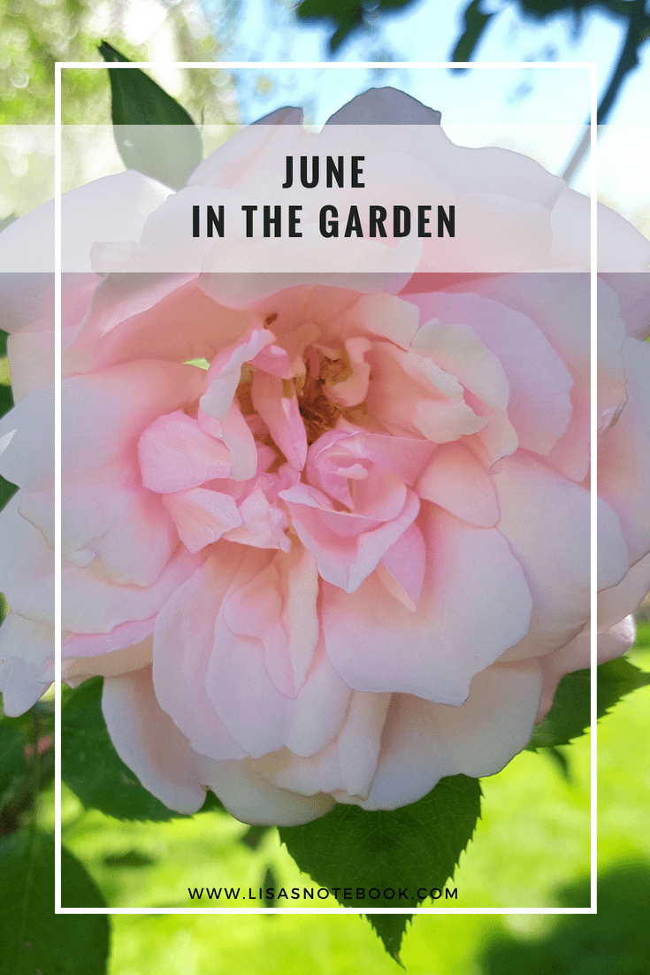 June in the garden June-in-the-garden_www.lisasnotebook.com