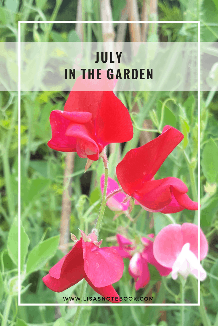 July in the garden July-in-the-garden_www.lisasnotebook.com