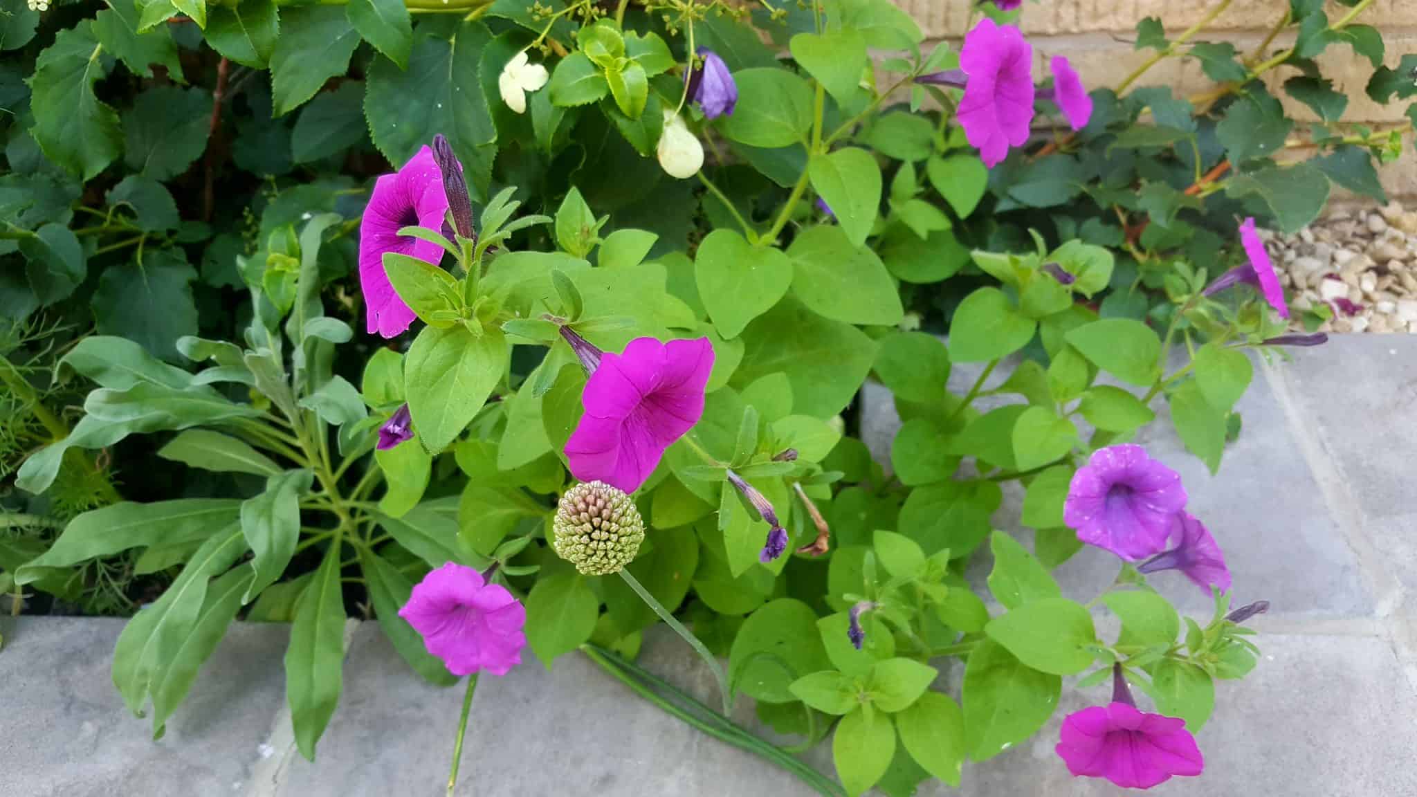 July in the garden July-in-the-garden_www.lisasnotebook.com