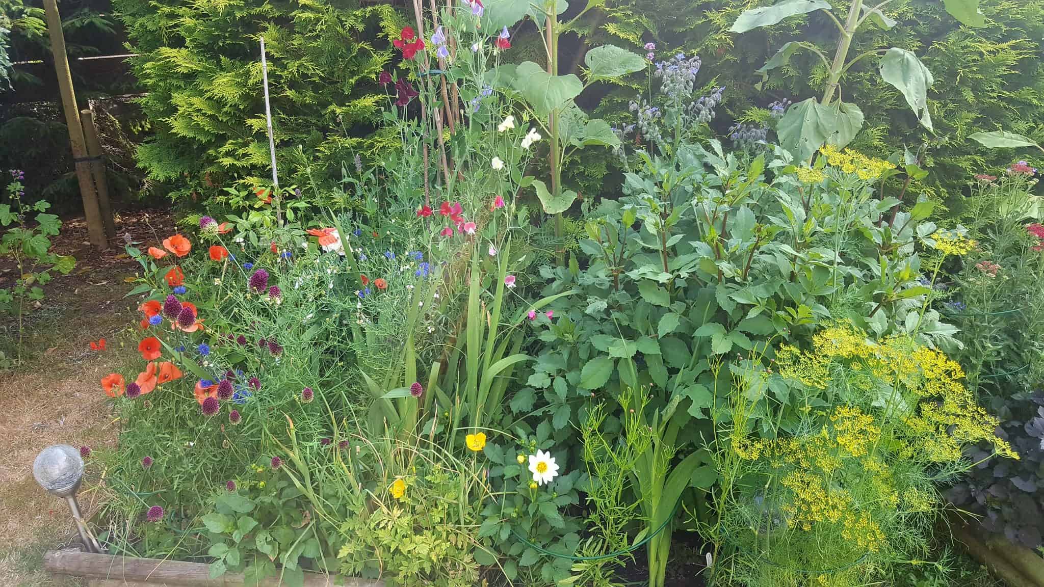 July in the garden July-in-the-garden_www.lisasnotebook.com