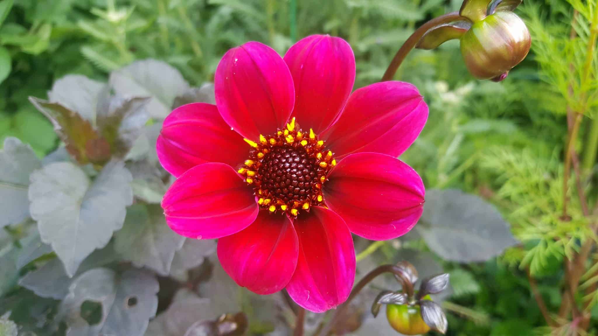 July in the garden July-in-the-garden_www.lisasnotebook.com