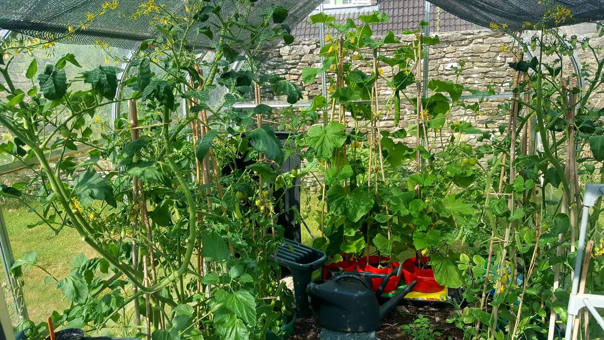 July in the garden July-in-the-garden_www.lisasnotebook.com