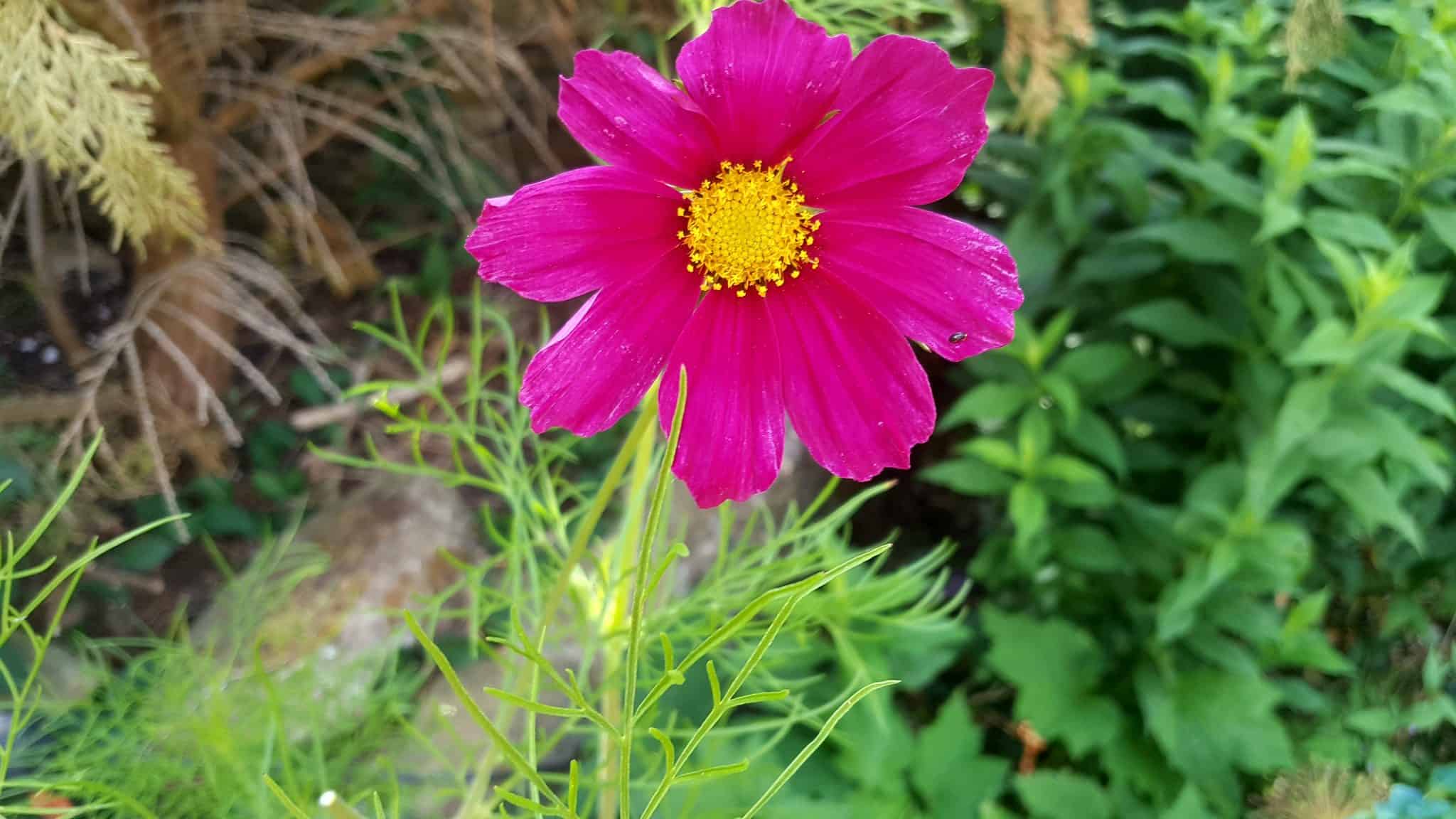 July in the garden July-in-the-garden_www.lisasnotebook.com