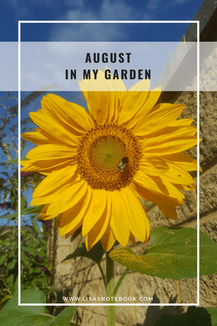 August in my garden August-in-my-garden_www.lisasnotebook.com